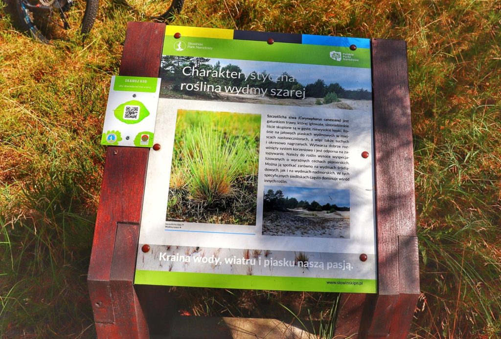 Tablica informacyjna Słowińskiego Parku Narodowego - charakterystyczna roślina wydmy szarej