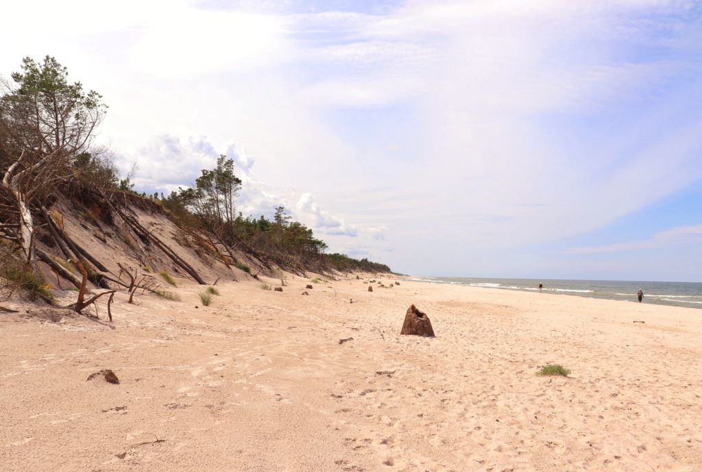 Zatopiony Las - plaża, konary drzew, Morze Bałtyckie