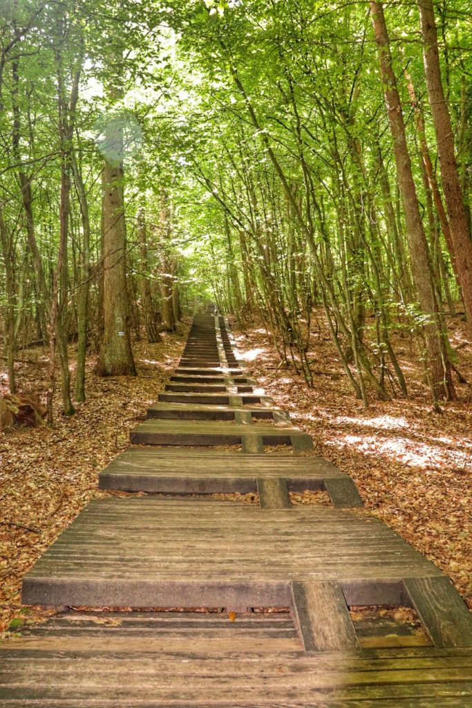 Drewniane podejście na niebieskim szlaku na Rowokół, las