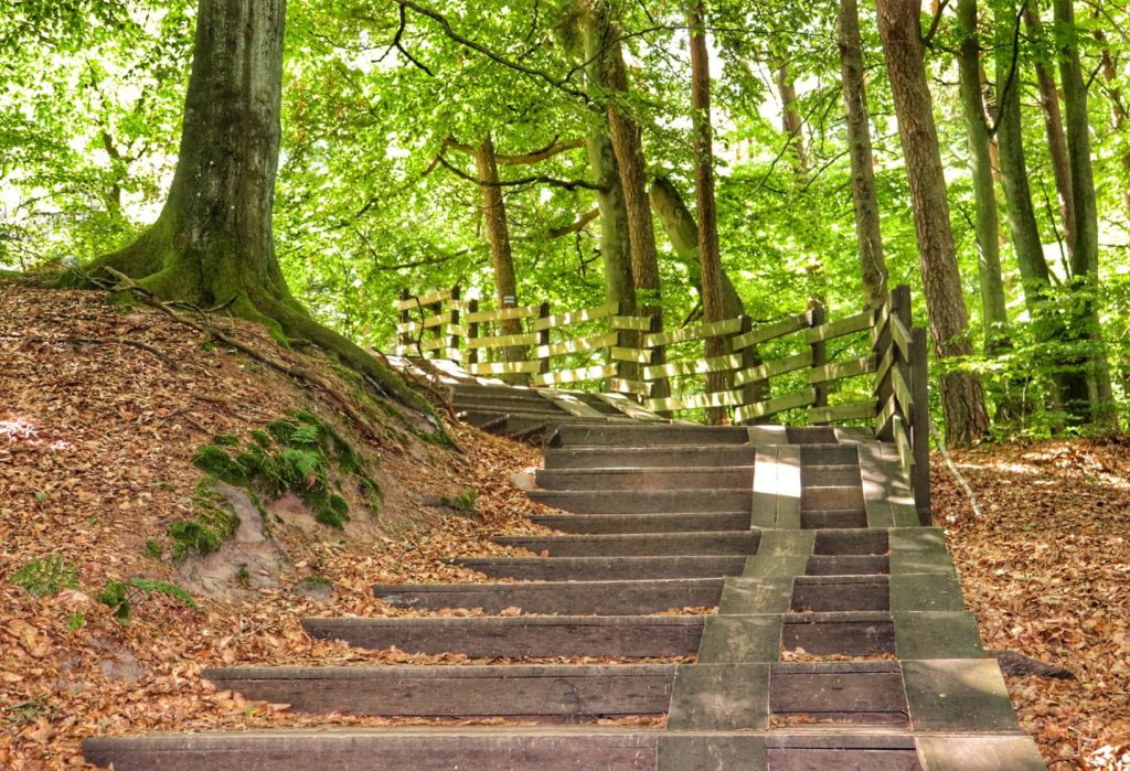 Drewniane schody prowadzące przez piękny las w Słowińskim Parku Narodowym (szlak niebieski), letnie popołudnie