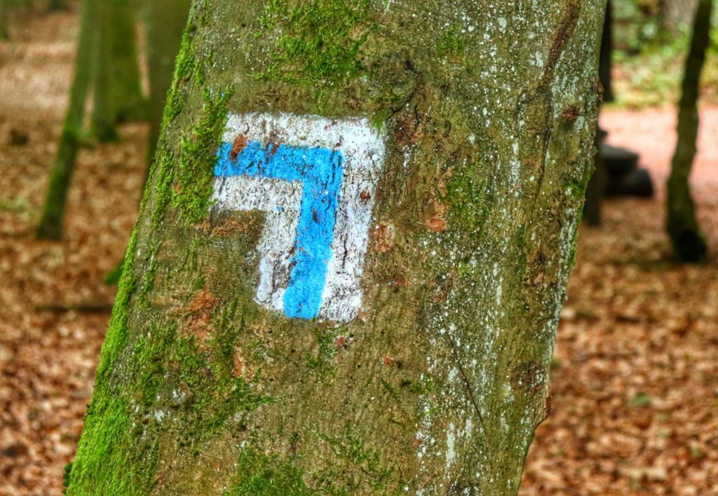 Oznaczenie na drzewie - skrętu szlaku niebieskiego na Rowokół w lewo