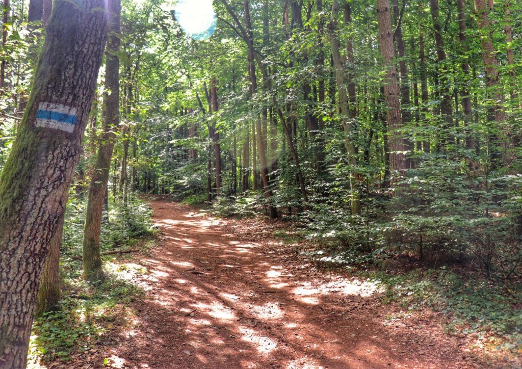 Szlak niebieski na Rowokół - Słowiński Park Narodowy, droga leśna, słoneczny, letni dzień