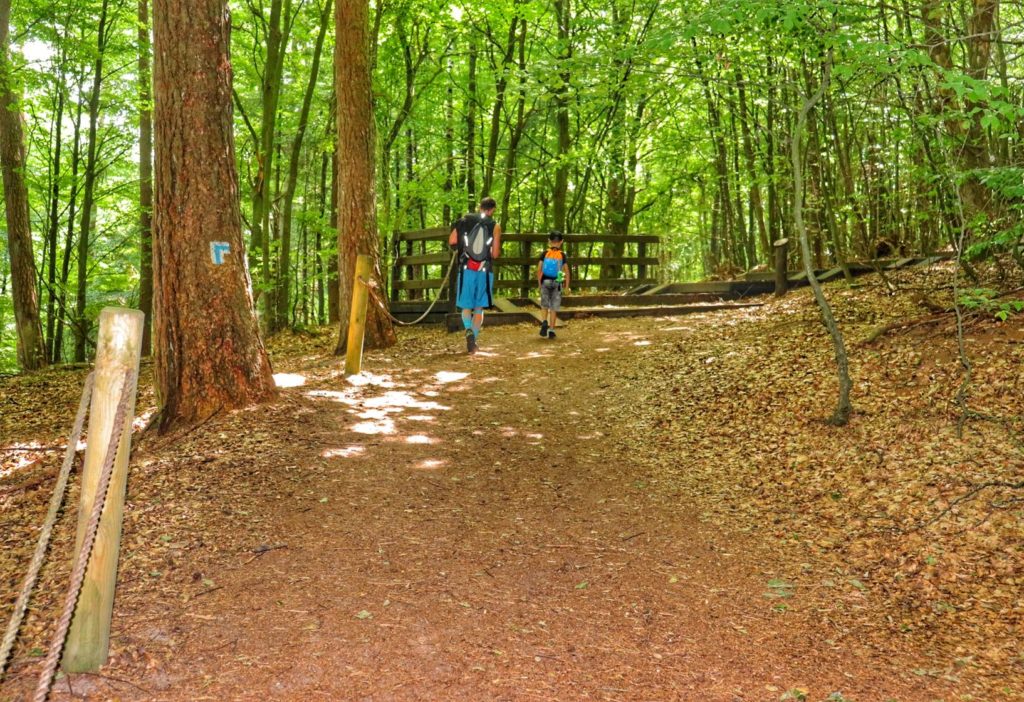 Szlak niebieski na Rowokół, las, miejsce skrętu szlaku niebieskiego w prawo