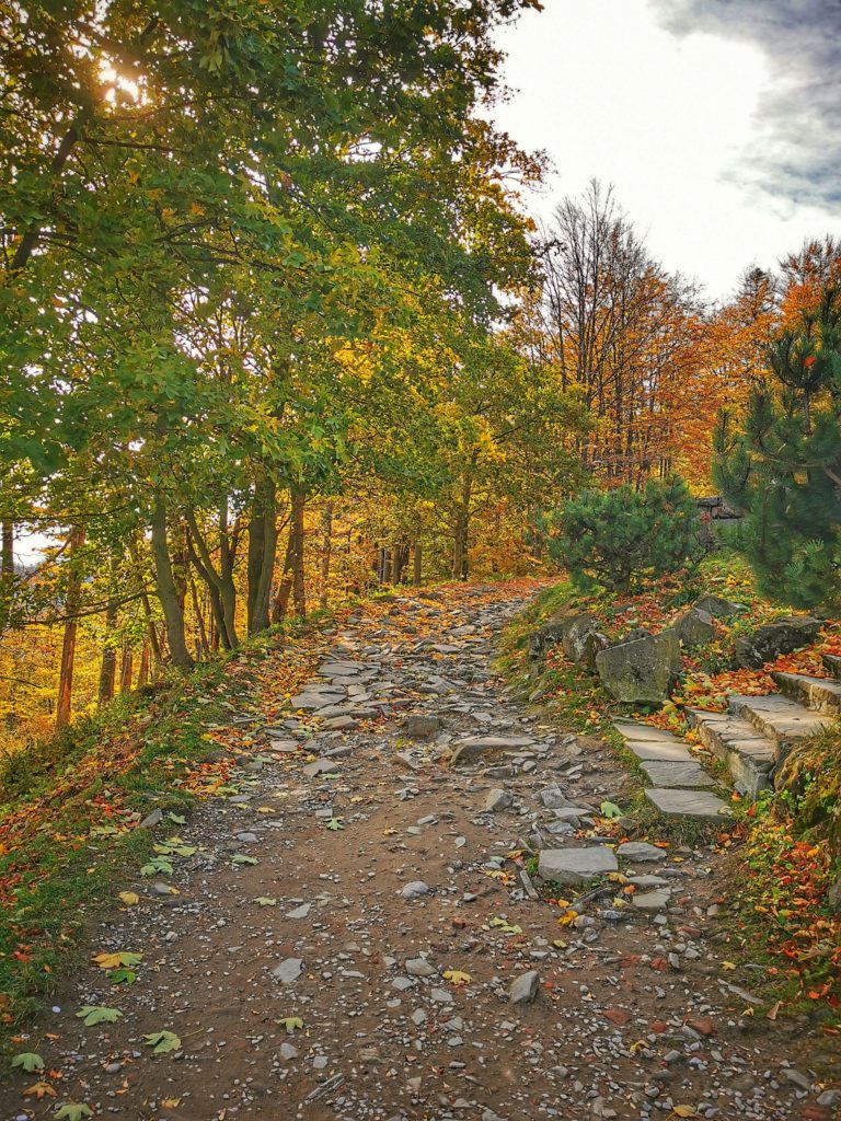 Kamienista, szeroka ścieżka na żółtym szlaku na Klimczok (okolice schroniska na Szyndzielni), jesień