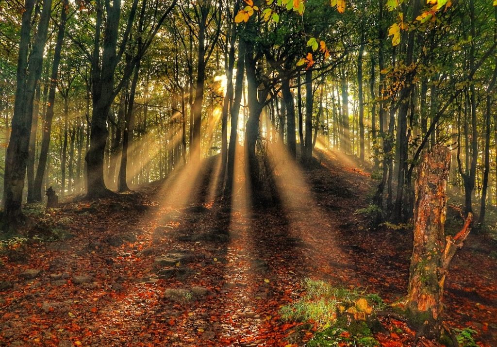 Las, promienie słońca przedzierające się przez drzewa, jesienny poranek