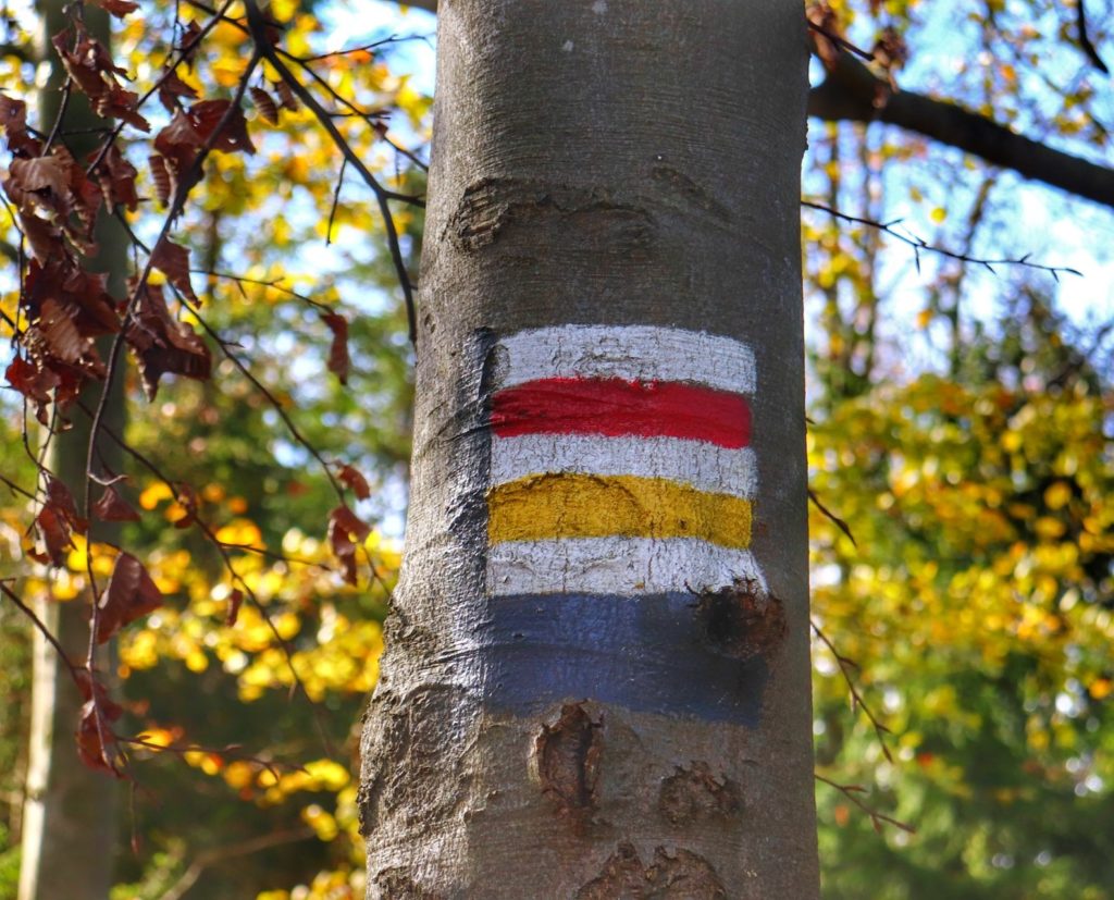 Oznaczenie czerwonego szlaku oraz żółtego szlaku na drzewie