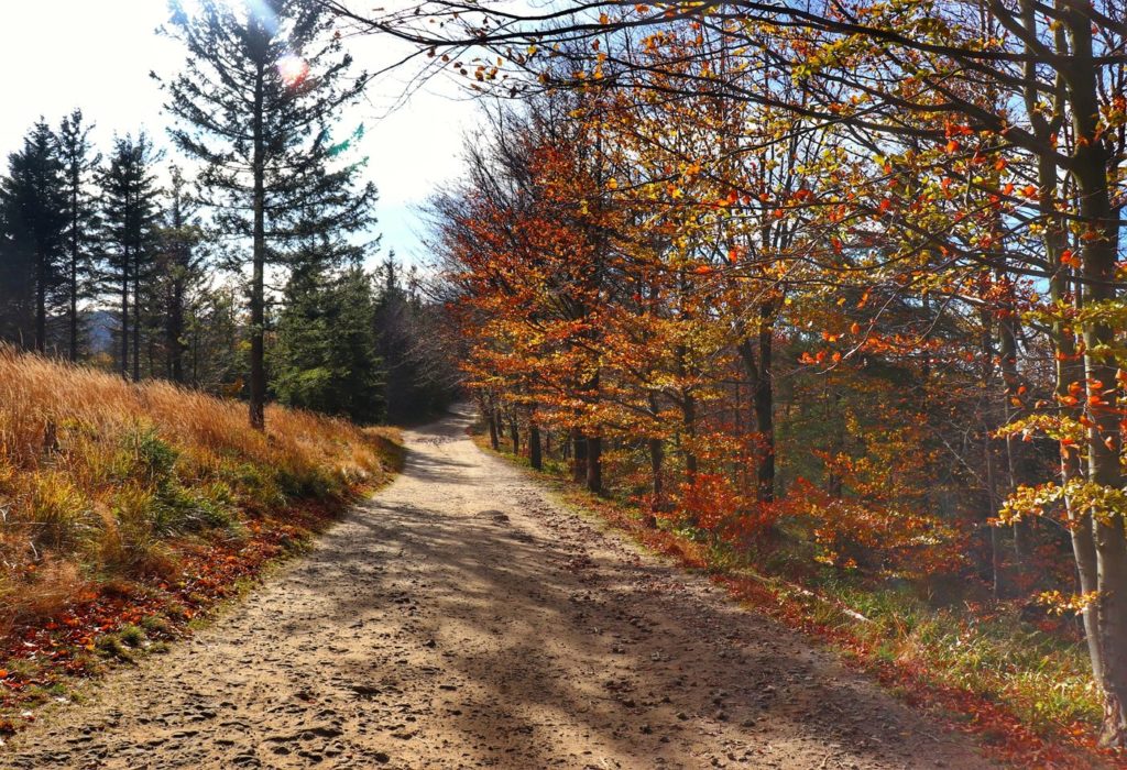 Słoneczny, jesienny dzień, szeroka droga idąca z Szyndzielni na Klimczok