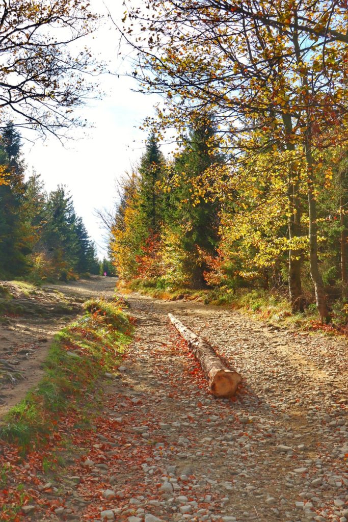 Szeroka, kamienista ścieżka w drodze na Klimczok (szlak czerwony)