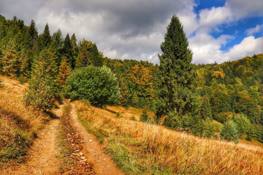 Szeroka droga prowadząca w las, jesień, Gorce