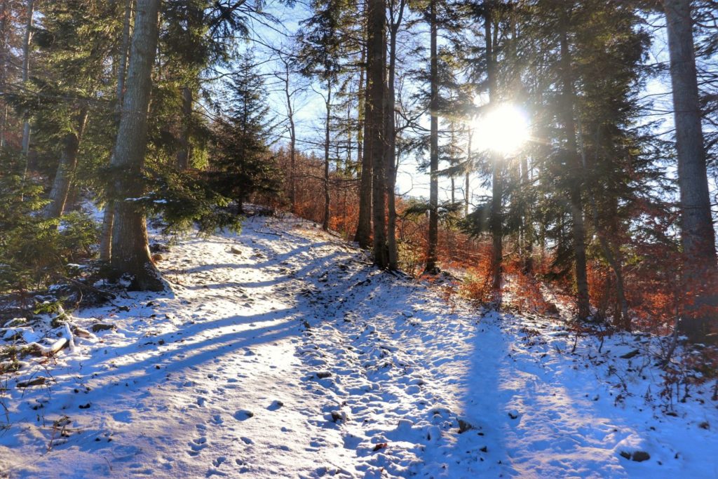 Leśna zaśnieżona droga oświetlona przez zimowe słońce