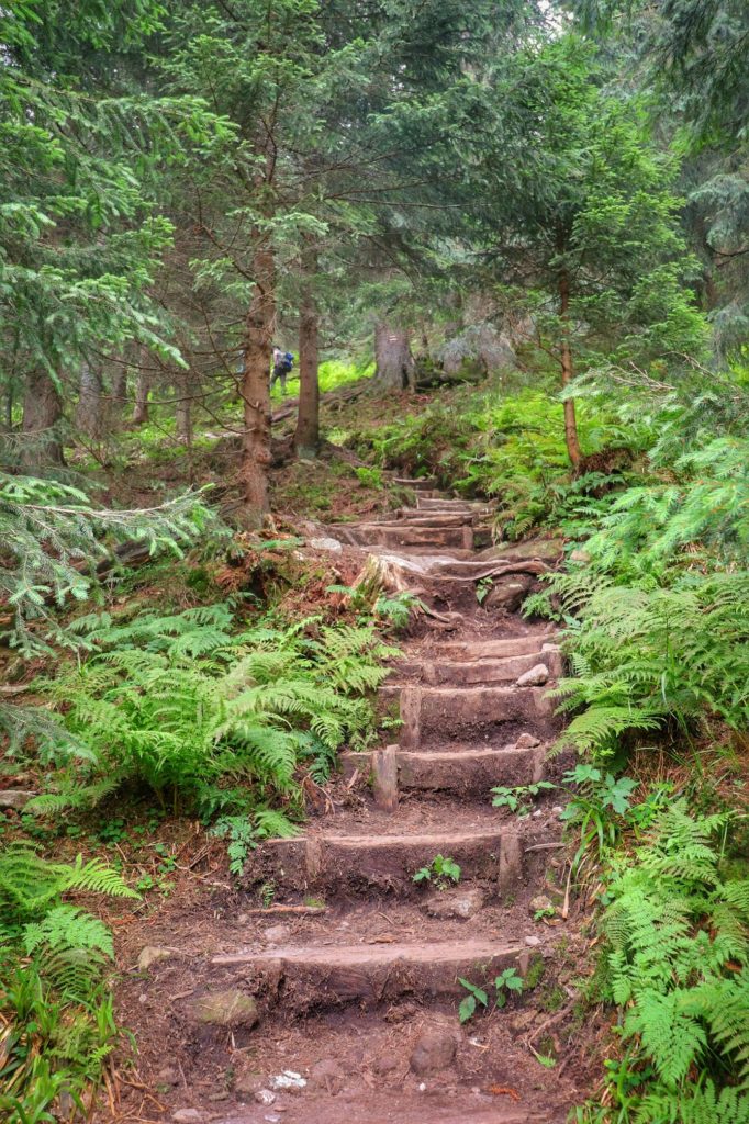 Tatrzański las, przez który prowadzą schody - szlak czerwony na Trzydniowiański Wierch