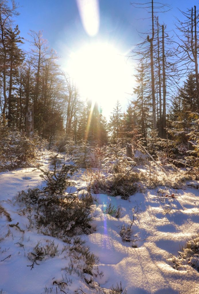 Zimowe słońce, las