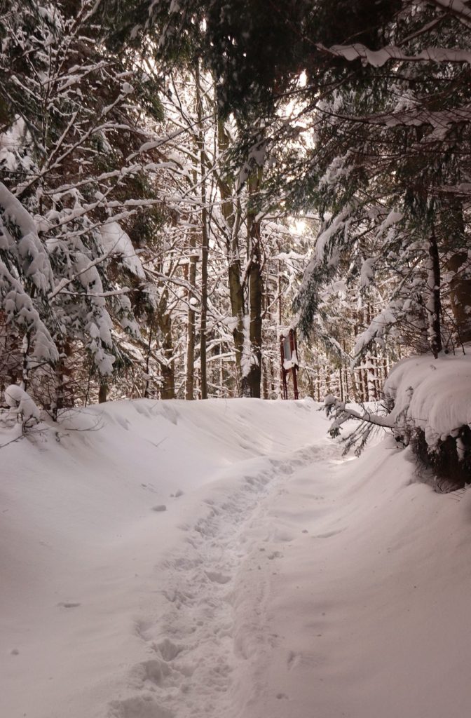 Ścieżka wydeptana w śniegu, zimowy las