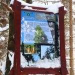 Leśna ścieżka przyrodnicza im. Kardynała Stefana Wyszyńskiego - tablica 3, pomnik przyrody