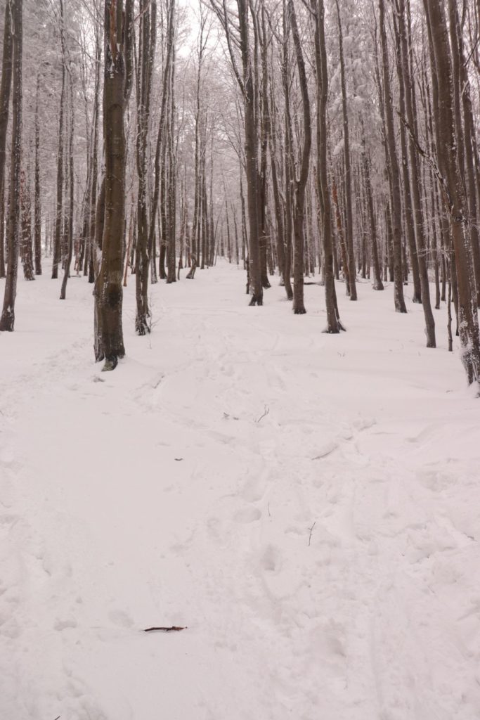 Pnąca się w górę droga idąca przez las - szlak niebieski na Jałowiec zimą