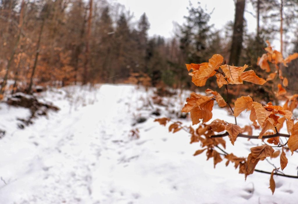 Suche liście, szeroka zaśnieżona droga leśna