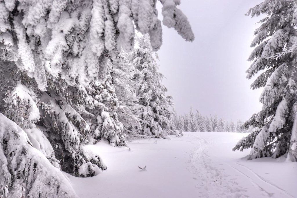 Zaśnieżony szczyt Jałowiec w Beskidach zimą