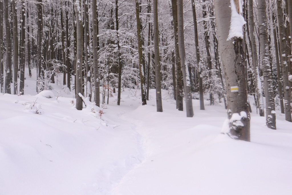 Zimowy las bukowy na szlaku żółtym idącym w stronę Jałowca