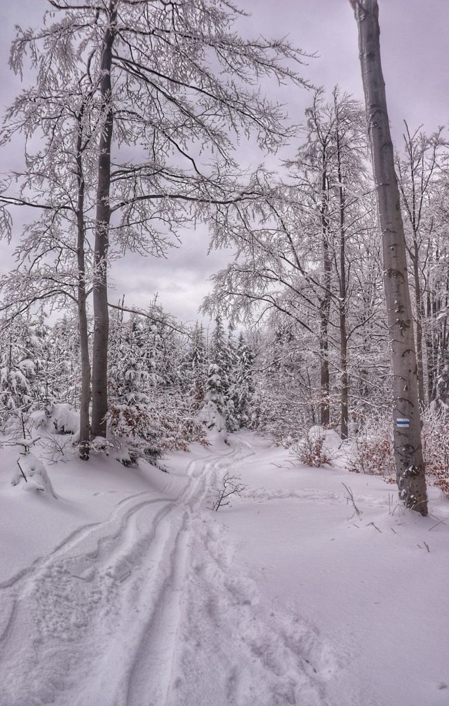 Zimowy szlak niebieski na Jałowiec, las, śnieg