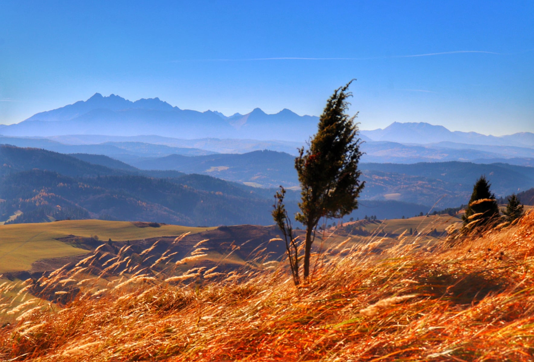Wysoki Wierch Pieniny – szlak ze Szczawnicy z dzieckiem, krokusy