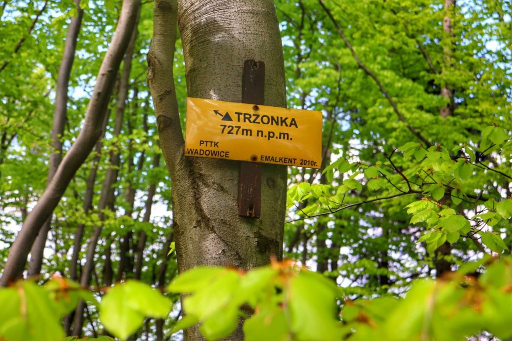 Żółta tabliczka PTTK Wadowice wisząca na drzewie oznaczająca szczyt Trzonka 727 m n.p.m.