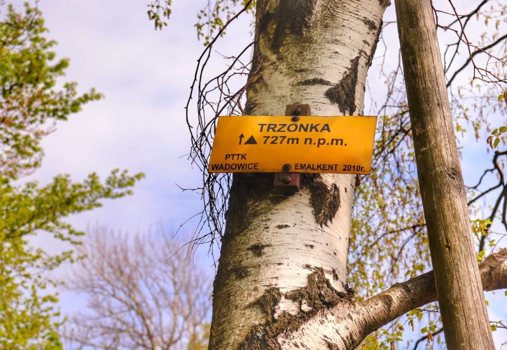 Żółta tabliczka wisząca na drzewie oznaczająca szczyt Trzonka 727 m n.p.m.