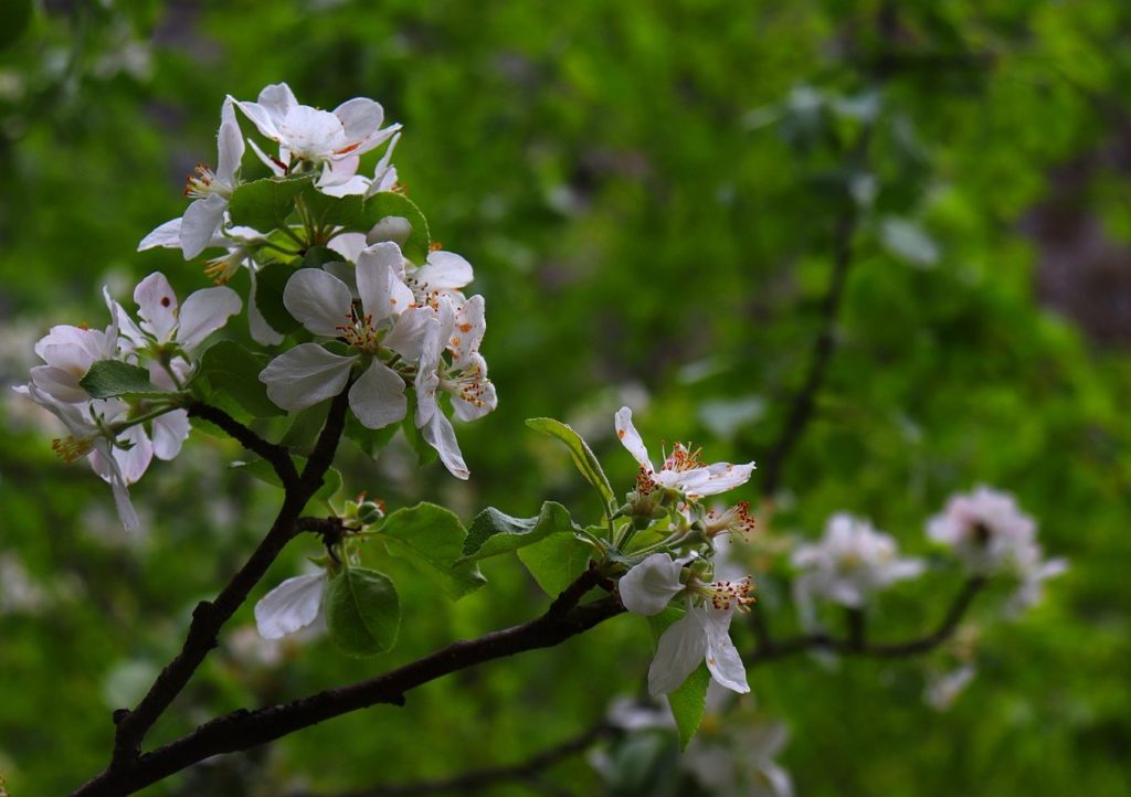 Białe kwiaty dzikiej jabłoni
