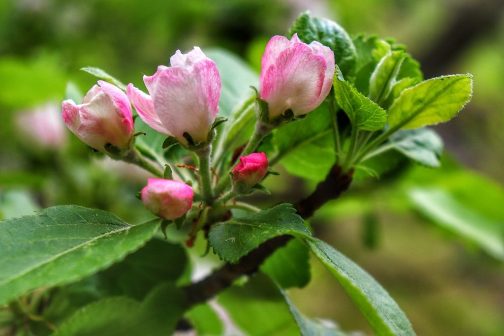 Białoróżowe kwiaty jabłoni