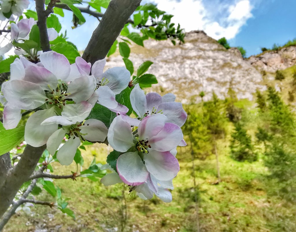Białoróżowe kwiaty jabłoni na tle skalnych ścian w Wąwozie Homole w Małych Pieninach