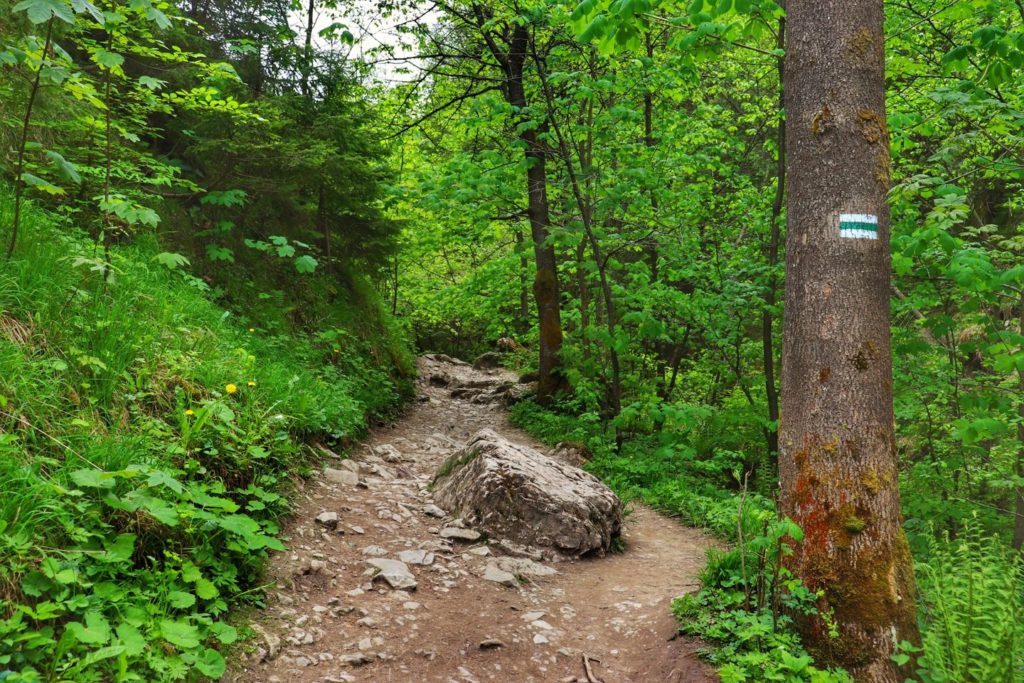 Dość szeroka ubita ścieżka prowadząca przez Wąwóz Homole w Pieninach, szlak zielony oznaczonyh na drzewie, na środku ścieżki skała