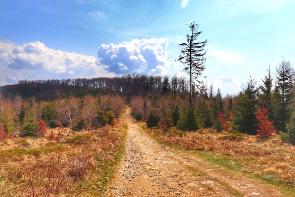Droga w Beskidzie Małym prowadząca na Czupel - szlak niebieski, piękny wiosenny dzień