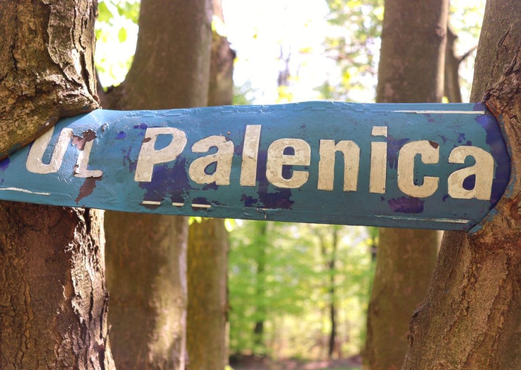 Drzewa, niebieska tabliczka z napisem ulica Palenica na zielonym szlaku na Trzonkę