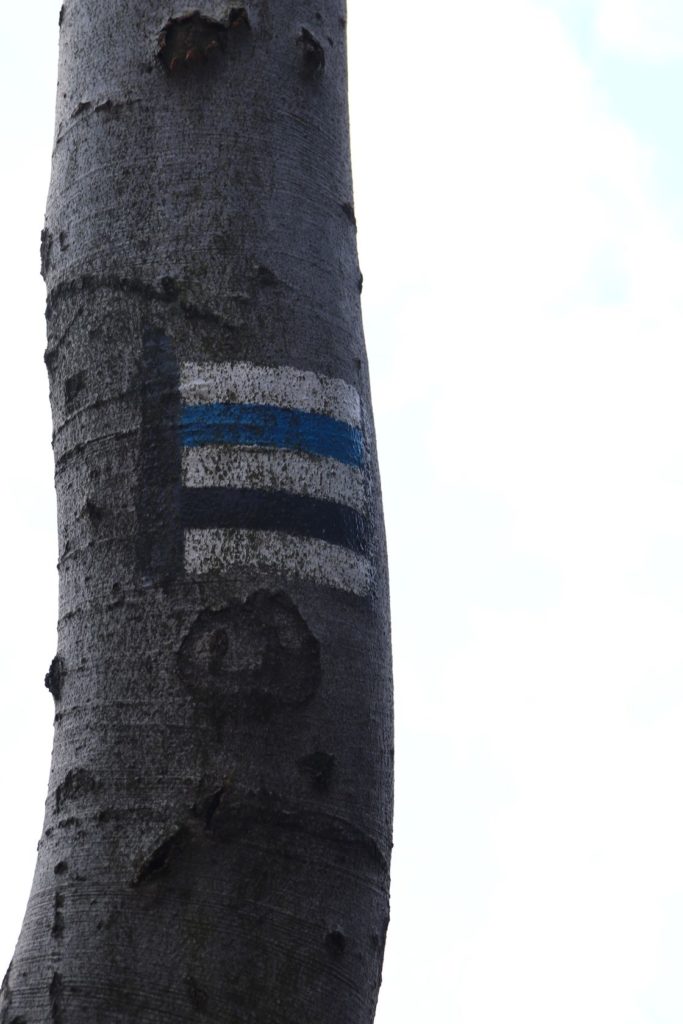 Drzewo, oznaczenie szlaku niebieskiego oraz szlaku czarnego