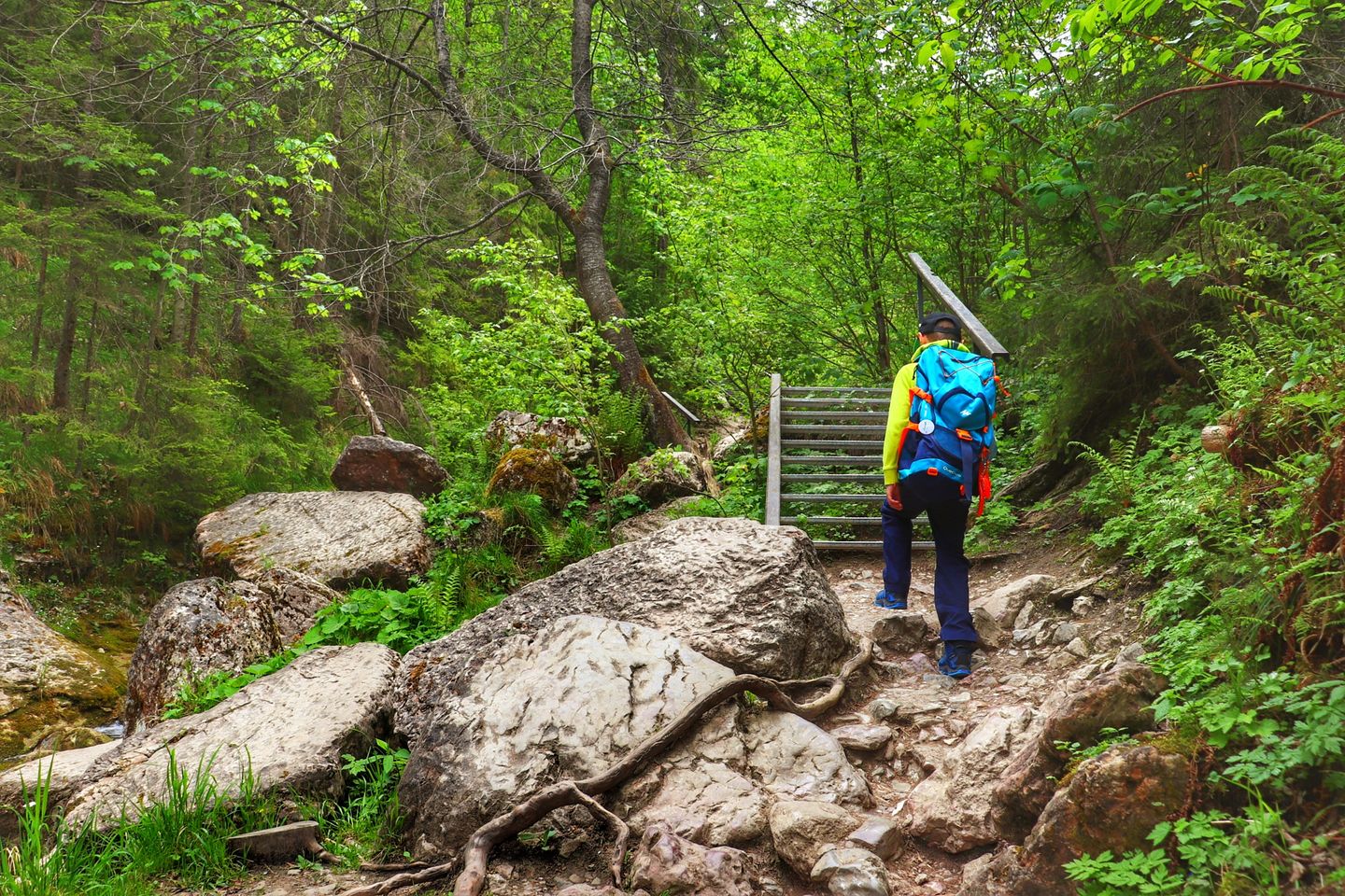 Wąwóz Homole Pieniny – trasa, zdjęcia