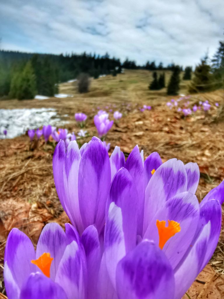 Hala Rysianka w Beskidzie Żywieckim, fioletowe krokusy