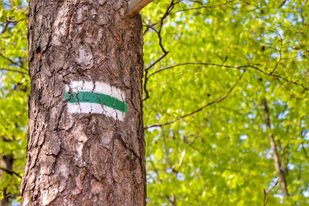 Oznaczenie szlaku zielonego na drzewie