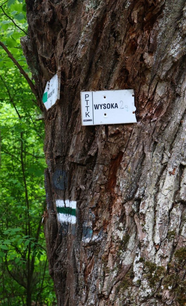Oznaczenie zielonego szlaku na drzewie - Wąwóz Homole - Wysoka 2h