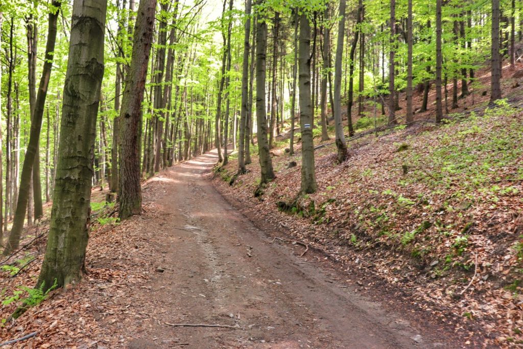 Podejście na idącym przez las niebieskim szlaku do Przełęczy Bukowskiej
