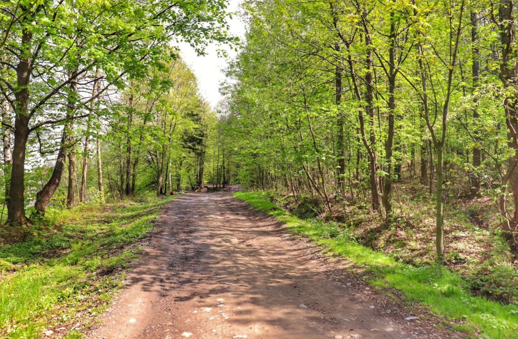 Szeroka droga leśna na niebieskim szlaku idącym z Porąbki na Trzonkę
