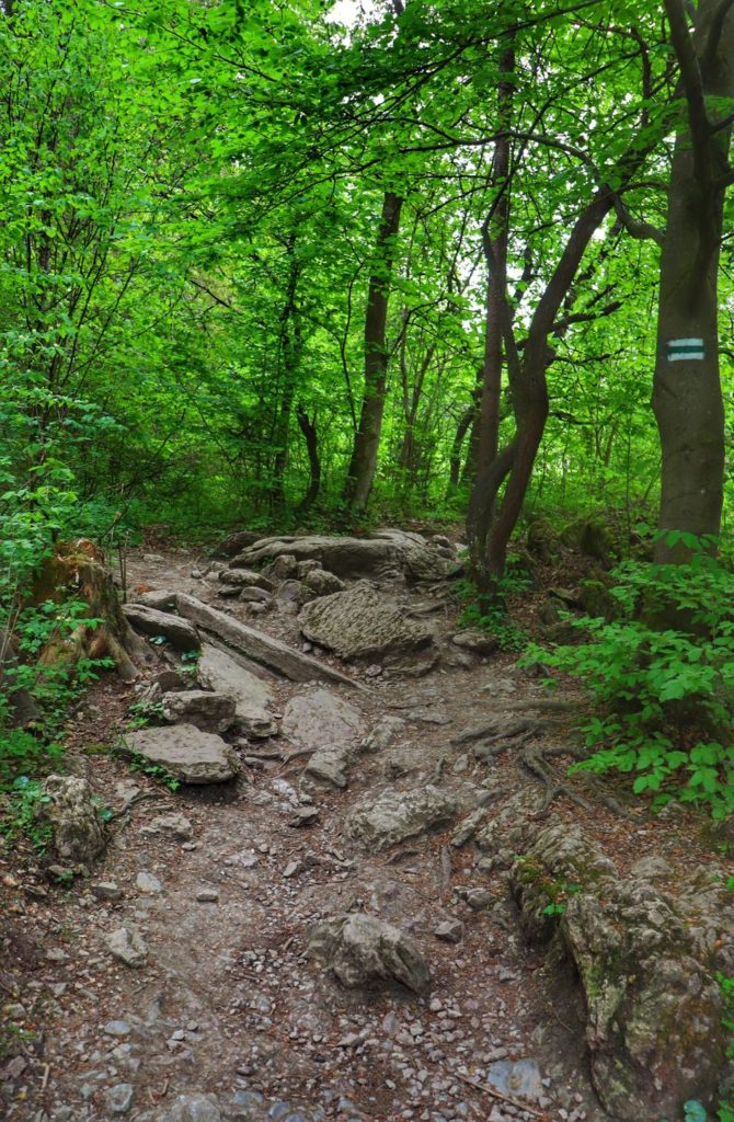 Szlak zielony w Wąwozie Homole, leśna ścieżka, skały, korzenie
