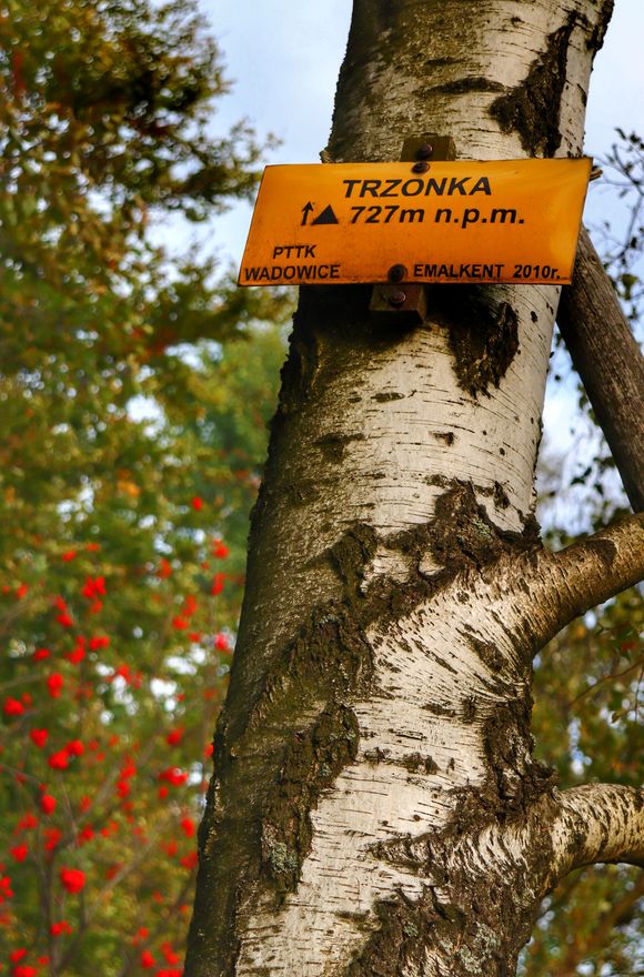 Trzonka w Beskidzie Małym, żółta tabliczka