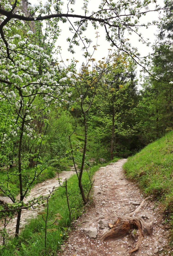 Wąska ścieżka idąca przez Wąwóz Homole - szlak zielony