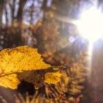 Żółty liść oświetlony przez popołudniowe słońce