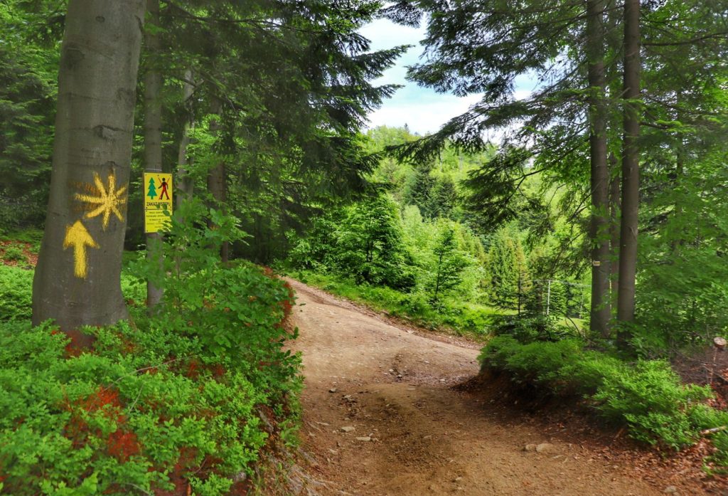 Droga leśna, żółty szlak do Chatki pod Potrójną - Beskid Mały