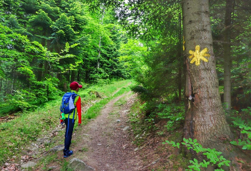 Dziecko na szlaku żółtym oznaczonym słoneczkiem prowadzącym do Chatki pod Potrójną, las