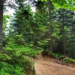 Miejsce skrętu szlaku żółtego w lewo do Chatki pod Potrójną, las