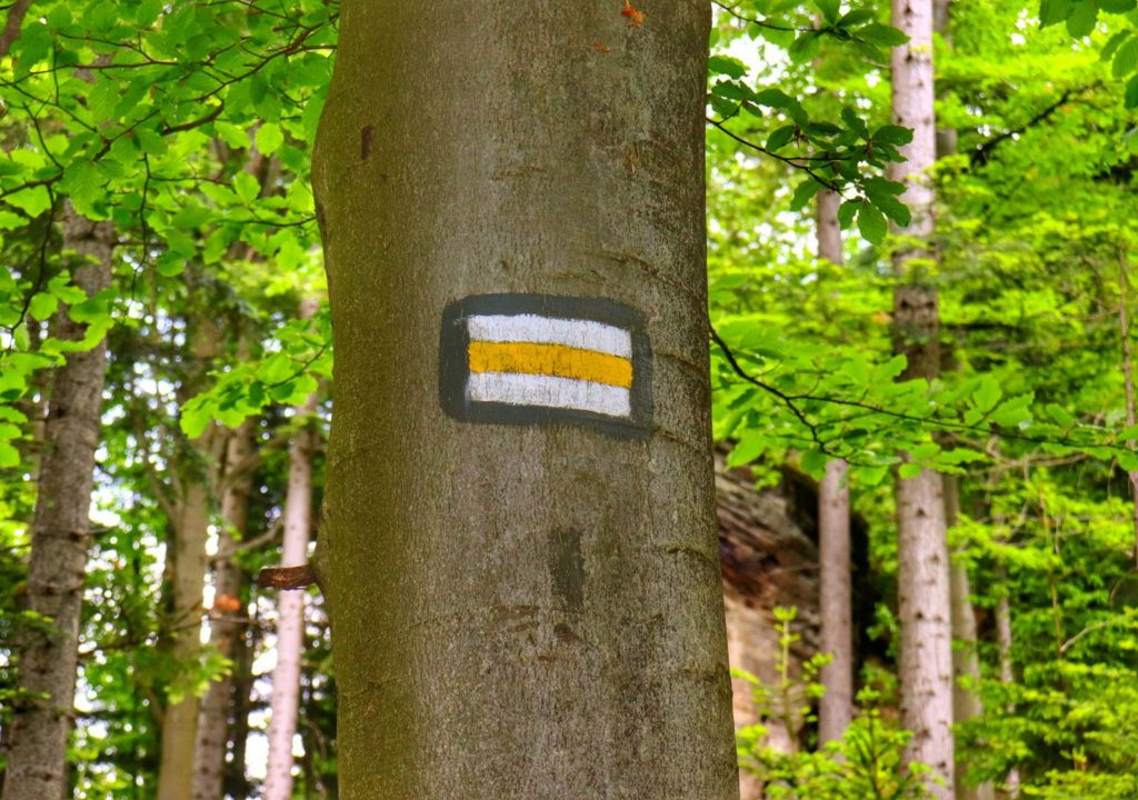 Oznaczenie szlaku żółtego na drzewie