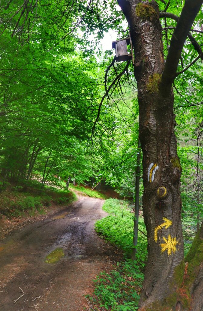 Szeroka błotnista droga w lesie w Beskidzie Małym, szlak zółty do Chatki pod Potrójną - skręt w prawo