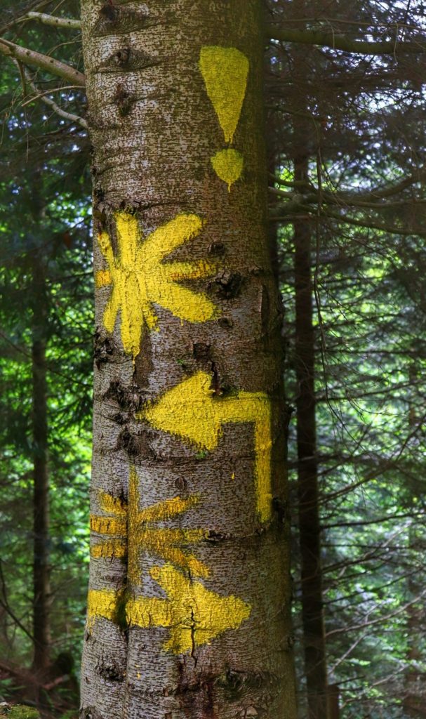 Żółte oznaczenia na drzewie