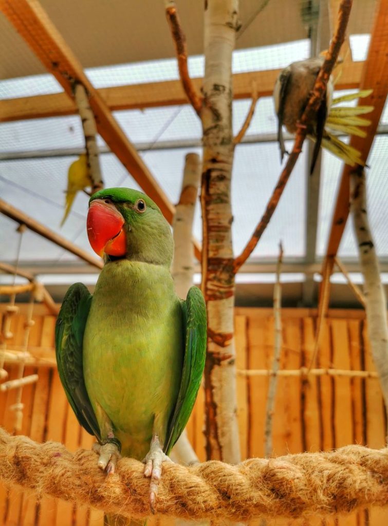Aleksandretta większa - zielona papuga w Papugarni w Jarosławcu